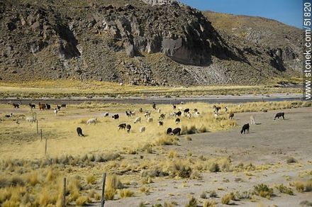 Pastoreo de llamas en el altiplano andino - Bolivia - Otros AMÉRICA del SUR. Foto No. 51820