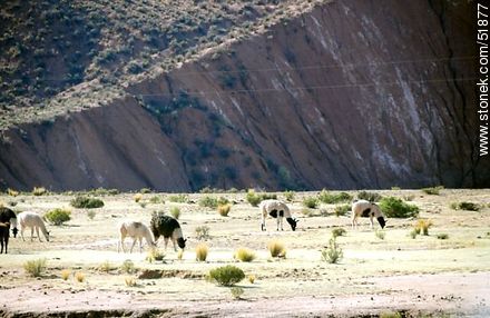 Llamas grazing at the edge of a cliff - Bolivia - Others in SOUTH AMERICA. Foto No. 51877