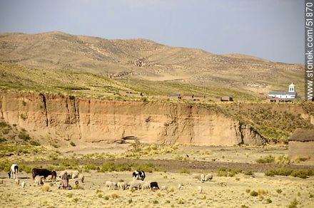 Cattle and sheep grazing in the Bolivian Altiplano - Bolivia - Others in SOUTH AMERICA. Photo #51870