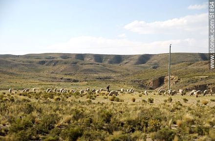 Sheep grazing in the Bolivian Altiplano - Bolivia - Others in SOUTH AMERICA. Photo #51864