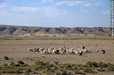 Pastoreo de ovejas en el altiplano boliviano - Bolivia - Otros AMÉRICA del SUR. Foto No. 51863