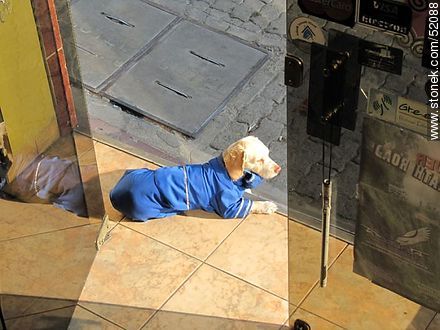 Hotel Condeza concierge dog - Bolivia - Others in SOUTH AMERICA. Photo #52088