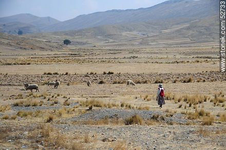 Pequeño rebaño de ovejas - Bolivia - Otros AMÉRICA del SUR. Foto No. 52733