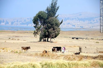 Trabajo rural a orillas del lago Titicaca - Bolivia - Otros AMÉRICA del SUR. Foto No. 52714
