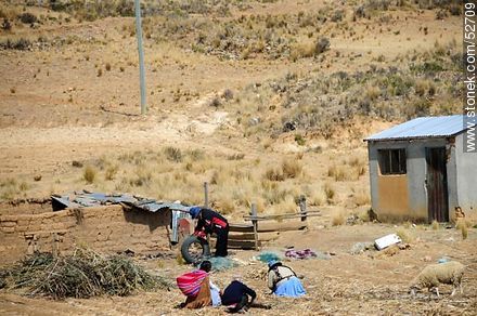 Trabajo rural - Bolivia - Otros AMÉRICA del SUR. Foto No. 52709