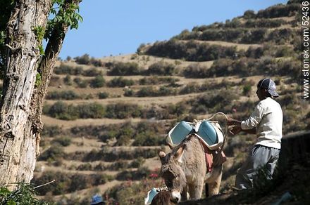 Transport of containers of water by donkey in the Isla del Sol Island, Lake Titicaca, Bolivia. - Bolivia - Others in SOUTH AMERICA. Photo #52436