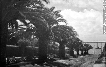 Calle con palmeras con vista al puerto - Punta del Este y balnearios cercanos - URUGUAY. Foto No. 52987