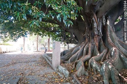 Gomero tree at the School No. 18 Norway, planted by José Pedro Varela in 1877 - Department of Montevideo - URUGUAY. Photo #53894