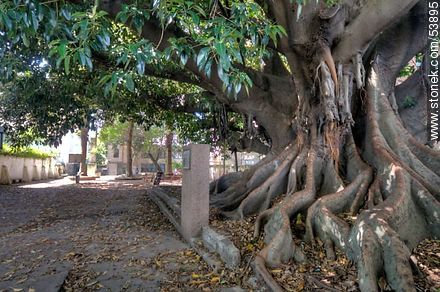 Gomero tree at the School No. 18 Norway, planted by José Pedro Varela in 1877 - Department of Montevideo - URUGUAY. Photo #53895