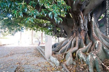 Gomero tree at the School No. 18 Norway, planted by José Pedro Varela in 1877 - Department of Montevideo - URUGUAY. Photo #53896