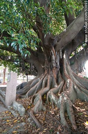 Gomero tree at the School No. 18 Norway, planted by José Pedro Varela in 1877 - Department of Montevideo - URUGUAY. Photo #53893