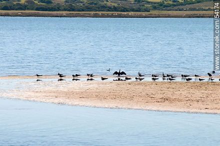 Black Skimmers in the lagoon of Jose Ignacio - Punta del Este and its near resorts - URUGUAY. Photo #54174