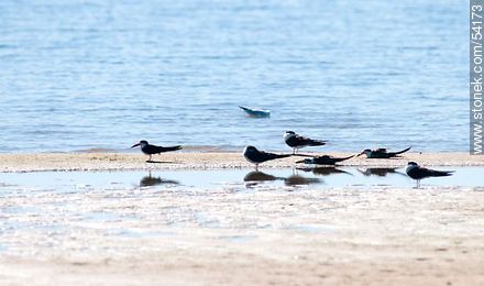Black Skimmers in the lagoon of Jose Ignacio - Punta del Este and its near resorts - URUGUAY. Photo #54173