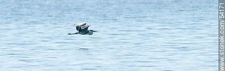 Cocoi Heron or White-necked Heron - Punta del Este and its near resorts - URUGUAY. Photo #54171