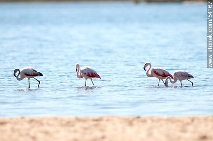 Flamencos en la laguna de José Ignacio - Punta del Este y balnearios cercanos - URUGUAY. Foto No. 54167