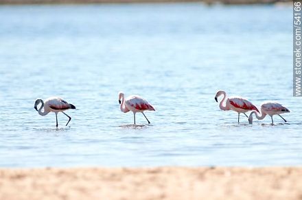 Flamingos in the lagoon of Jose Ignacio - Punta del Este and its near resorts - URUGUAY. Photo #54166