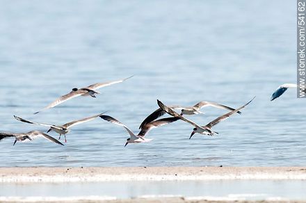 Rayadores en la laguna de José Ignacio. - Punta del Este y balnearios cercanos - URUGUAY. Foto No. 54162
