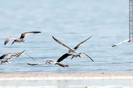 Black Skimmers in the lagoon of Jose Ignacio - Punta del Este and its near resorts - URUGUAY. Foto No. 54161