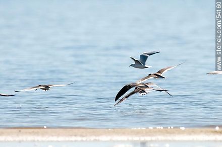 Rayadores en la laguna de José Ignacio. - Punta del Este y balnearios cercanos - URUGUAY. Foto No. 54160