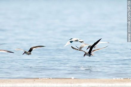 Black Skimmers in the lagoon of Jose Ignacio - Punta del Este and its near resorts - URUGUAY. Foto No. 54159