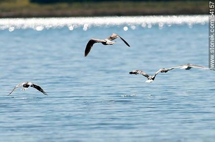 Black Skimmers in the lagoon of Jose Ignacio - Punta del Este and its near resorts - URUGUAY. Photo #54157