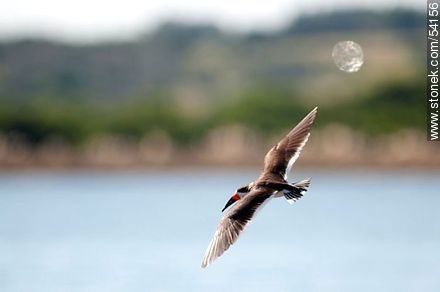 Flying Black Skimmers in the lagoon of Jose Ignacio - Punta del Este and its near resorts - URUGUAY. Foto No. 54156
