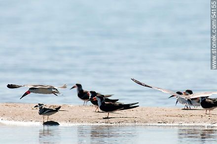 Black Skimmers in the lagoon of Jose Ignacio - Punta del Este and its near resorts - URUGUAY. Photo #54155