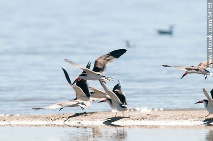 Black Skimmers in the lagoon of Jose Ignacio - Fauna - MORE IMAGES. Photo #54151