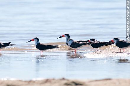 Black Skimmers in the lagoon of Jose Ignacio - Punta del Este and its near resorts - URUGUAY. Foto No. 54149