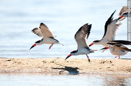 Rayadores en vuelo en la laguna de José Ignacio. - Punta del Este y balnearios cercanos - URUGUAY. Foto No. 54143