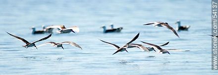 Black Skimmers in the lagoon of Jose Ignacio - Punta del Este and its near resorts - URUGUAY. Photo #54137