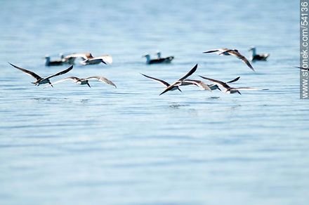 Black Skimmers in the lagoon of Jose Ignacio - Punta del Este and its near resorts - URUGUAY. Photo #54136