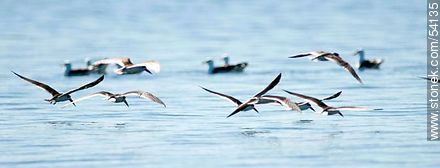 Black Skimmers in the lagoon of Jose Ignacio - Punta del Este and its near resorts - URUGUAY. Foto No. 54135