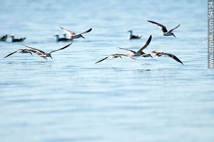 Black Skimmers in the lagoon of Jose Ignacio - Punta del Este and its near resorts - URUGUAY. Photo #54134