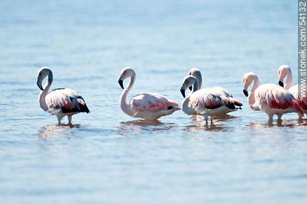 Flamencos en la laguna de José Ignacio - Punta del Este y balnearios cercanos - URUGUAY. Foto No. 54132