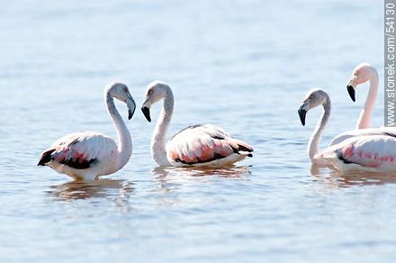 Flamingos in the lagoon of Jose Ignacio - Punta del Este and its near resorts - URUGUAY. Foto No. 54130