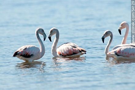 Flamingos in the lagoon of Jose Ignacio - Punta del Este and its near resorts - URUGUAY. Photo #54129