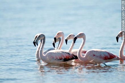 Flamencos en la laguna de José Ignacio - Punta del Este y balnearios cercanos - URUGUAY. Foto No. 54128