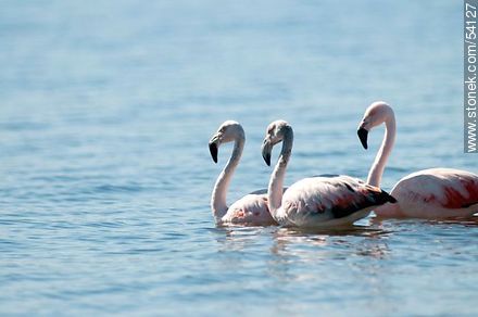 Flamingos in the lagoon of Jose Ignacio - Punta del Este and its near resorts - URUGUAY. Photo #54127