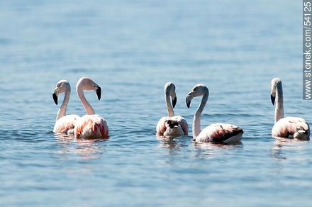 Flamencos en la laguna de José Ignacio - Punta del Este y balnearios cercanos - URUGUAY. Foto No. 54125