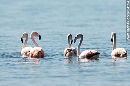 Flamingos in the lagoon of Jose Ignacio - Punta del Este and its near resorts - URUGUAY. Foto No. 54124