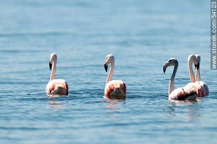 Flamencos en la laguna de José Ignacio - Punta del Este y balnearios cercanos - URUGUAY. Foto No. 54123