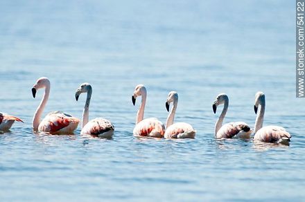 Flamingos in the lagoon of Jose Ignacio - Punta del Este and its near resorts - URUGUAY. Foto No. 54122