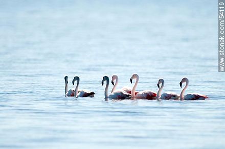 Flamencos en la laguna de José Ignacio - Punta del Este y balnearios cercanos - URUGUAY. Foto No. 54119