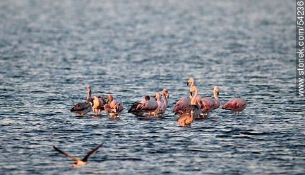 Flamingos at sunset in José Ignacio Lagoon - Punta del Este and its near resorts - URUGUAY. Photo #54236
