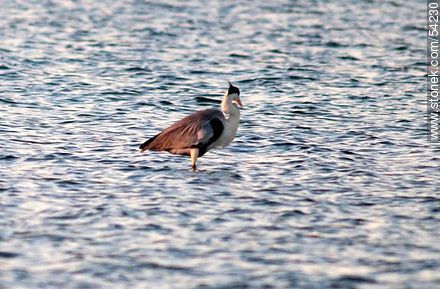 Cocoi Heron or White-necked Heron  - Punta del Este and its near resorts - URUGUAY. Photo #54230