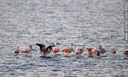 Flamingos at sunset in José Ignacio Lagoon - Punta del Este and its near resorts - URUGUAY. Foto No. 54227