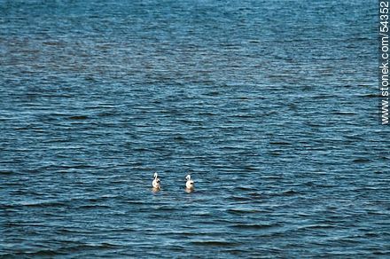 Flamencos en la caleta de la laguna Garzón - Punta del Este y balnearios cercanos - URUGUAY. Foto No. 54352