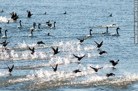 Gallaretas en la laguna Garzón volando al ras del agua. Black-necked swans. - Department of Rocha - URUGUAY. Photo #54333