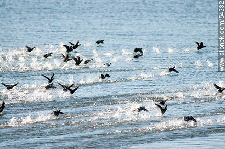 Gallaretas en la laguna Garzón volando al ras del agua. Black-necked swans. - Department of Rocha - URUGUAY. Photo #54332